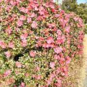 ヒメ日記 2025/03/25 17:24 投稿 あんり 熟女総本店