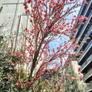 ヒメ日記 2025/03/29 17:15 投稿 あんり 熟女総本店