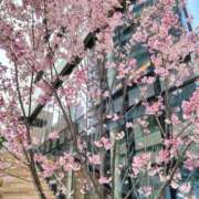 ヒメ日記 2025/04/02 17:15 投稿 あんり 熟女総本店