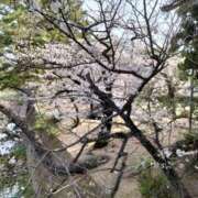 ヒメ日記 2025/04/05 17:06 投稿 あんり 熟女総本店