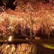 ヒメ日記 2025/04/07 15:25 投稿 あんり 熟女総本店