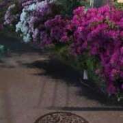 ヒメ日記 2025/04/30 17:15 投稿 あんり 熟女総本店