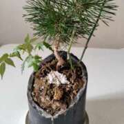 ヒメ日記 2025/05/20 16:55 投稿 あんり 熟女総本店