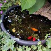 ヒメ日記 2025/05/31 17:05 投稿 あんり 熟女総本店