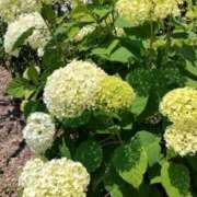 ヒメ日記 2025/06/05 01:55 投稿 あんり 熟女総本店