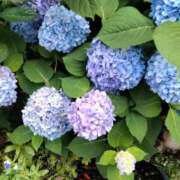 ヒメ日記 2025/06/15 18:15 投稿 あんり 熟女総本店