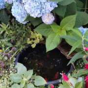 ヒメ日記 2025/06/17 19:25 投稿 あんり 熟女総本店