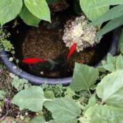 ヒメ日記 2025/07/02 19:37 投稿 あんり 熟女総本店