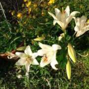 ヒメ日記 2025/07/05 18:55 投稿 あんり 熟女総本店