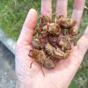 ヒメ日記 2025/07/21 17:15 投稿 あんり 熟女総本店