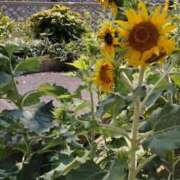 ヒメ日記 2025/08/23 20:05 投稿 あんり 熟女総本店