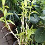 ヒメ日記 2025/08/26 17:35 投稿 あんり 熟女総本店