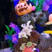 ヒメ日記 2025/10/15 16:35 投稿 あんり 熟女総本店