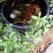 ヒメ日記 2025/10/27 00:15 投稿 あんり 熟女総本店