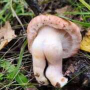 ヒメ日記 2026/04/13 17:07 投稿 吉村 熟女の風俗最終章　鶯谷店