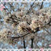 ヒメ日記 2025/04/09 10:31 投稿 あずみ プレジデントオアシス