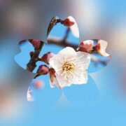 ヒメ日記 2025/01/10 21:06 投稿 広末 ローズマリー大塚