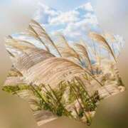 ヒメ日記 2025/09/27 21:14 投稿 広末 ローズマリー大塚