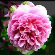 ヒメ日記 2025/05/02 21:07 投稿 広末　明日香 東京ローズマリー