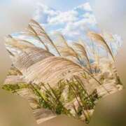 ヒメ日記 2025/09/27 21:07 投稿 広末　明日香 東京ローズマリー