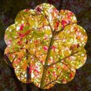 ヒメ日記 2025/10/28 21:07 投稿 広末　明日香 東京ローズマリー