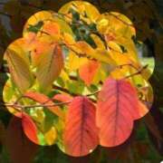 ヒメ日記 2025/11/14 21:27 投稿 広末　明日香 東京ローズマリー