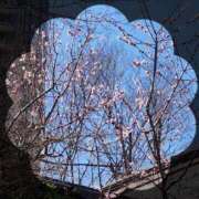 広末　明日香 こんばんは 東京ローズマリー