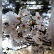 ヒメ日記 2026/03/24 21:07 投稿 広末　明日香 東京ローズマリー