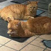 ヒメ日記 2025/04/22 11:10 投稿 河合 熟女の風俗最終章　鶯谷店