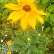 ヒメ日記 2025/06/10 18:13 投稿 みさお 熟女の風俗最終章 立川店