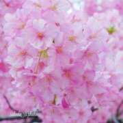 ヒメ日記 2025/04/05 19:10 投稿 ゆうか 丸妻 新横浜店