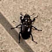 ヒメ日記 2025/08/16 23:38 投稿 つぼみ 丸妻 新横浜店