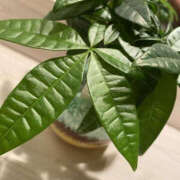 ヒメ日記 2025/09/06 10:51 投稿 あゆみ TSUBAKI(つばき)土浦店