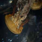 ヒメ日記 2025/11/25 08:29 投稿 ゆず ポッキリ学園 ～モテモテハーレムごっこ～