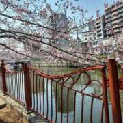 ヒメ日記 2025/03/25 13:02 投稿 ゆうか 熟女の風俗最終章 宇都宮店