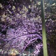 ヒメ日記 2025/03/30 21:21 投稿 ゆうか 熟女の風俗最終章 宇都宮店