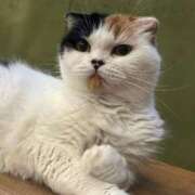 ちさと ありがとう One More奥様　立川店