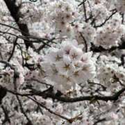 ヒメ日記 2026/04/17 21:10 投稿 かのん ドンファン