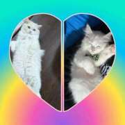 ヒメ日記 2025/06/30 06:17 投稿 れいな 完熟ばなな 立川