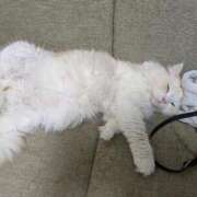 ヒメ日記 2025/10/15 18:57 投稿 れいな 完熟ばなな 立川