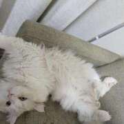 ヒメ日記 2025/11/14 10:09 投稿 れいな 完熟ばなな 立川