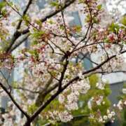 ヒメ日記 2025/04/11 11:45 投稿 ルミ ドンファン