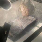 ヒメ日記 2025/03/06 21:30 投稿 ルカ 深海魚