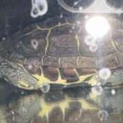 ヒメ日記 2026/05/13 23:17 投稿 ルカ 深海魚