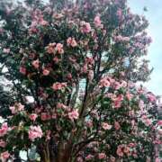 ヒメ日記 2026/03/14 01:57 投稿 せいこ 熟女家 豊中蛍池店