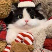 ヒメ日記 2024/12/25 12:36 投稿 桜もも花 五十路マダム 仙台店