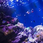 ヒメ日記 2025/02/27 12:04 投稿 桜もも花 五十路マダム 仙台店