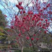 ヒメ日記 2025/03/22 12:20 投稿 桜もも花 五十路マダム 仙台店