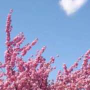 ヒメ日記 2025/03/26 12:12 投稿 桜もも花 五十路マダム 仙台店