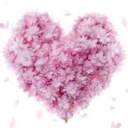 ヒメ日記 2025/04/08 12:10 投稿 桜もも花 五十路マダム 仙台店